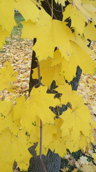 Fogliame Autunno Giallo Beige Dopo Una Pioggia — Foto Stock