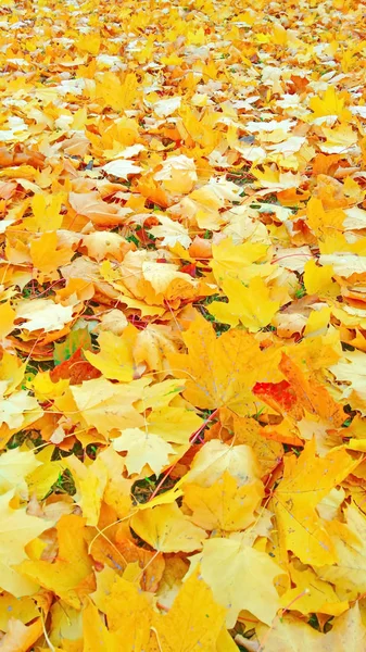 Fogliame Autunno Giallo Beige Dopo Una Pioggia — Foto Stock