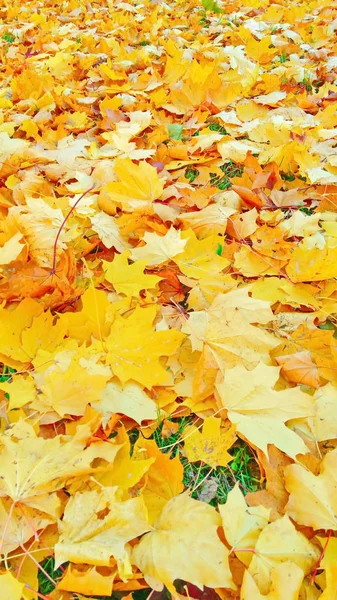 Fogliame Autunno Giallo Beige Dopo Una Pioggia — Foto Stock