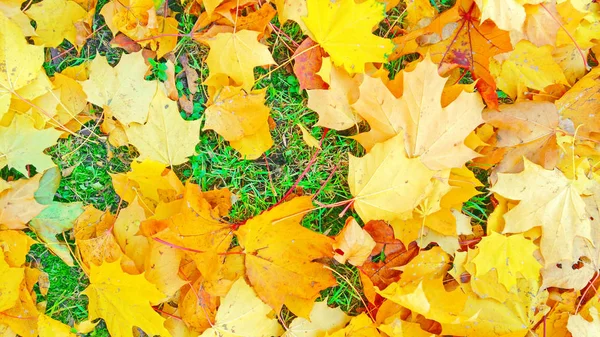 Jesiennych Liści Beż Żółty Deszczu — Zdjęcie stockowe