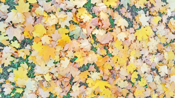 Herfst Gebladerte Beige Gele Een Regen — Stockfoto