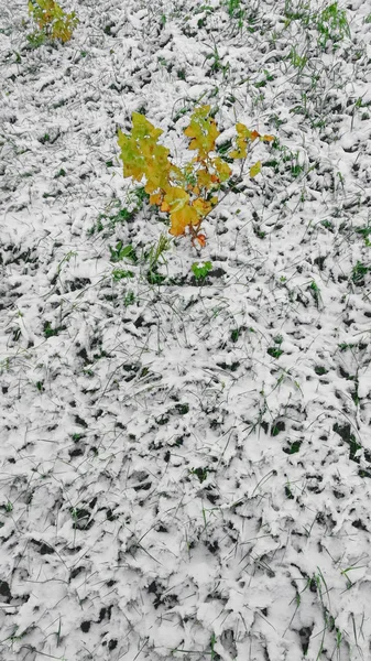 Nieve Primero Blanco Sobre Hierba Verde Invierno —  Fotos de Stock