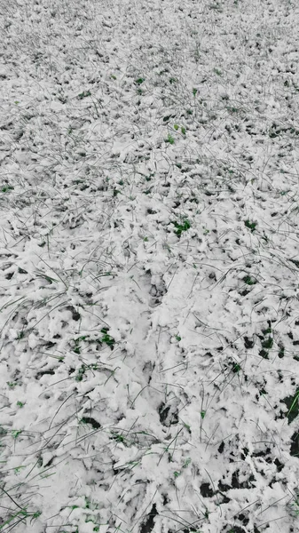 Neve Primeiro Branco Inverno Grama Verde — Fotografia de Stock