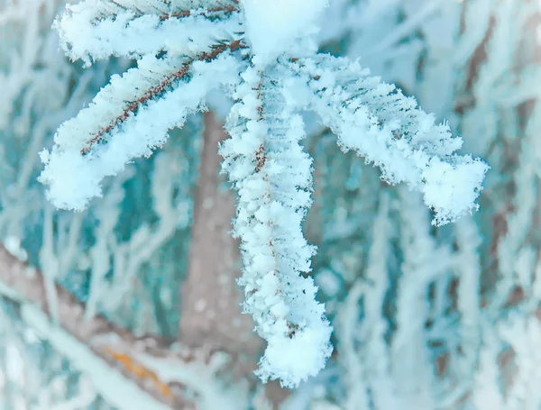 Flocos Neve Big Frosty Floresta Ano Novo — Fotografia de Stock