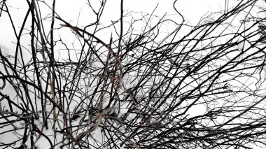 Dalları çalı Von kar