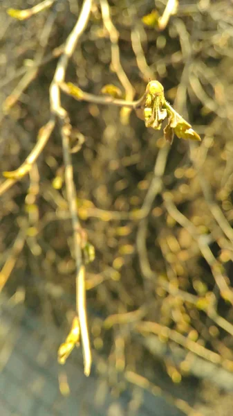 Зеленые лепестки на ветвях — стоковое фото
