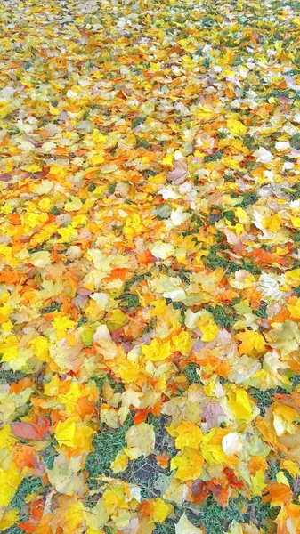Осеннее дерево жёлтое — стоковое фото