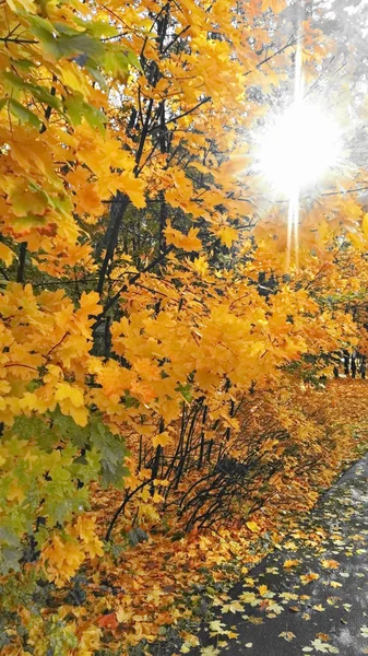 Herbstbaum blättert gelb — Stockfoto