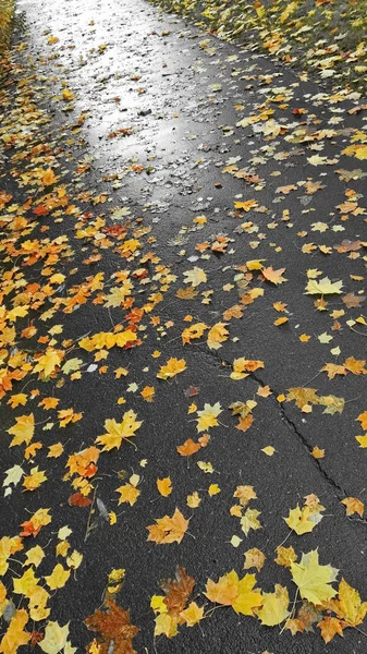 Otoño hojas de árbol amarillo —  Fotos de Stock