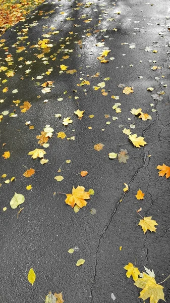 Осеннее дерево жёлтое — стоковое фото