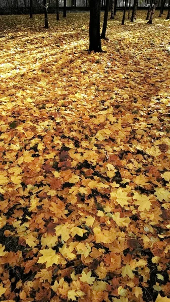 Herbstbaum blättert gelb — Stockfoto