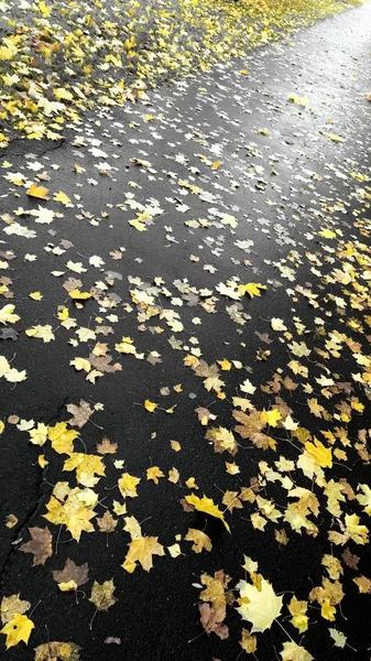 Foglie dell'albero autunnale giallo — Foto Stock