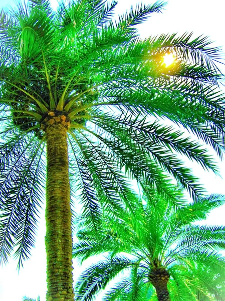 Palm Tropics Abstraction Landscape Sky — Stock Photo, Image