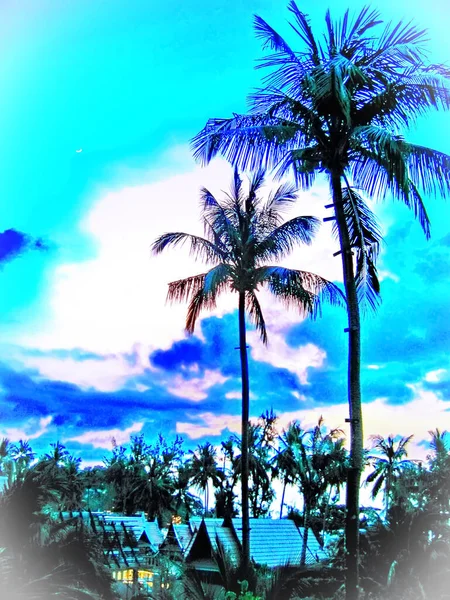 Palm Tropics Abstraction Paysage Contre Ciel — Photo