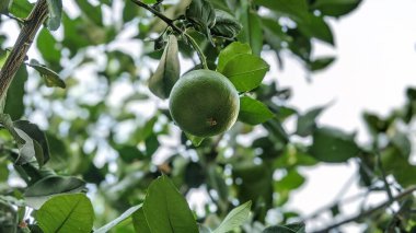 Yeşil narenciye, kireç ağacı dalları ve açık hava bitkileri.
