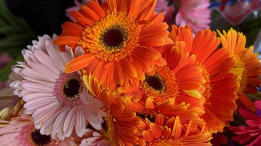 Turuncu ve pembe papatya çiçekleri çiçek açan buket süslemesi