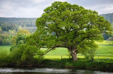 Yalnız ağaç ve İrlanda güzel manzara