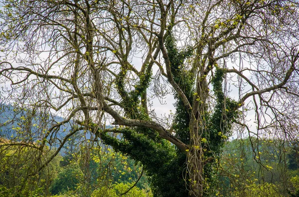 Grande Árvore Com Belos Galhos Irlanda — Fotografia de Stock