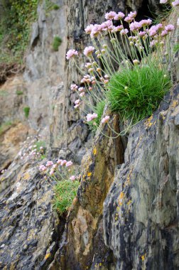 Dağın güzel desen