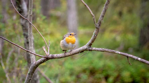 Oiseau Sauvage Forestier Dans Réserve — Photo