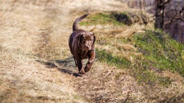 Labrador yol boyunca koşar