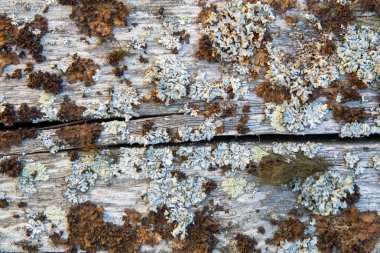 Yosun kaplı ahşap arkaplan