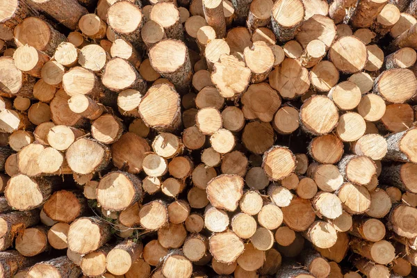 Slices Logs Form Background — Stock Photo, Image