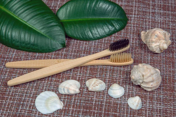 Cepillos Dientes Bambú Con Conchas Hojas Verdes Fotos de stock libres de derechos