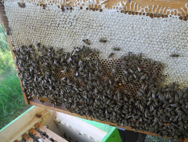 Rój pszczół af szczegółowo działa na plaster miodu — Zdjęcie stockowe