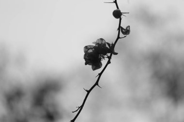 Siyah beyaz çiçek.