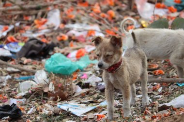 sevimli köpek yavrusu