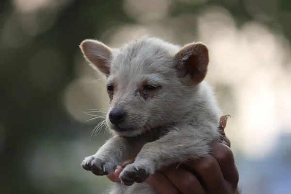 Cucciolo piccolo — Foto Stock