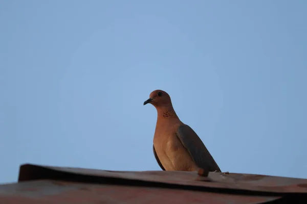 Pendekatan dari Pigeon — Stok Foto