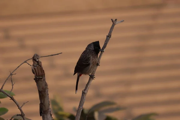 Punainen sametti bulbul — kuvapankkivalokuva