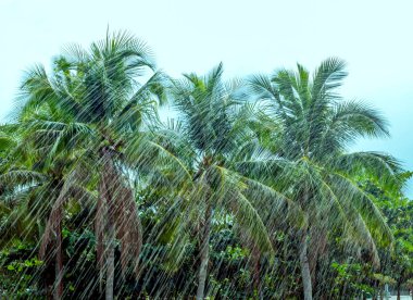 Yağmurda palmiye ağaçları