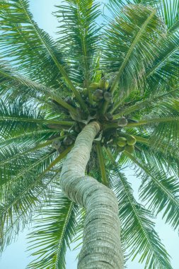 Hindistan cevizi ile bir palmiye ağacının tepesi