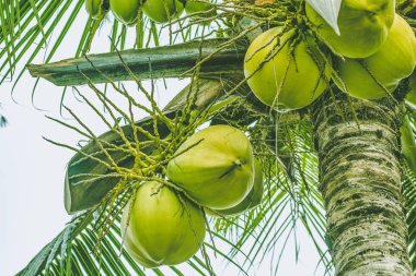 Bir palmiye ağacında olgun hindistan cevizi