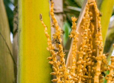 Bir arı bir palmiye dalı üzerinde oturur