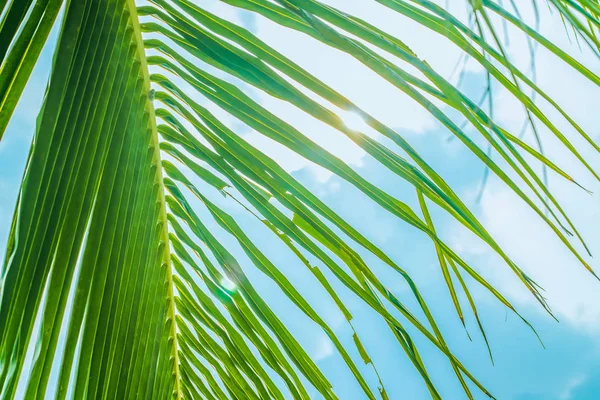 Achter een palmboom de zon en de zee — Stockfoto