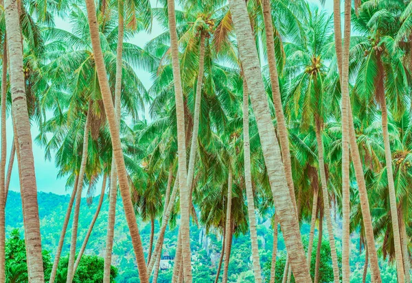 Palm tree trunks and their tops — Stock Photo, Image