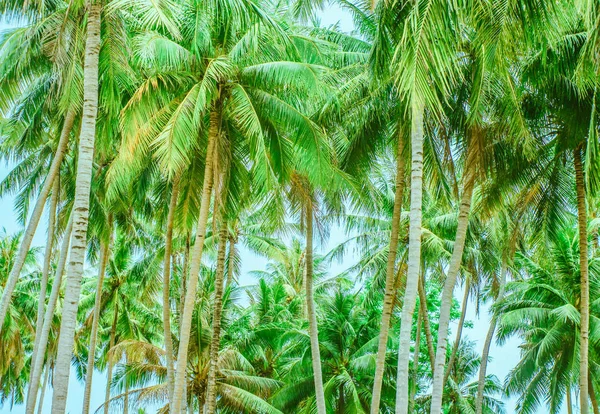Las wysokich i niskich drzew palmowych — Zdjęcie stockowe