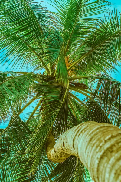 Palm boom met gebogen romp — Stockfoto