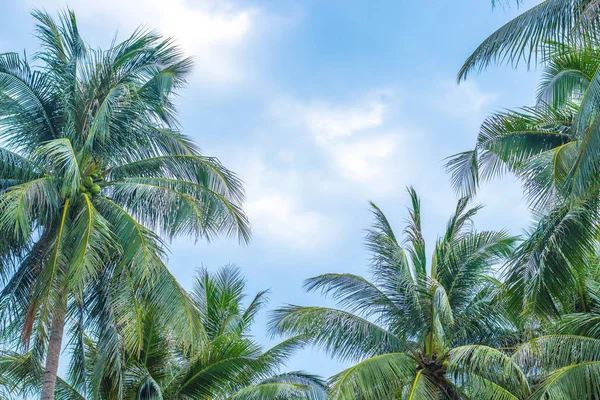 De toppen van verschillende groei bomen — Stockfoto