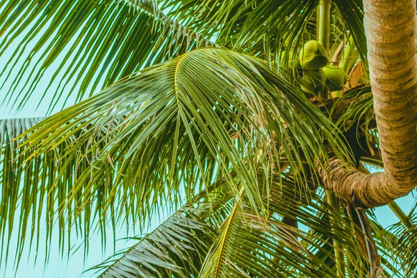 Górna część palmy i skręcone tułowia — Zdjęcie stockowe