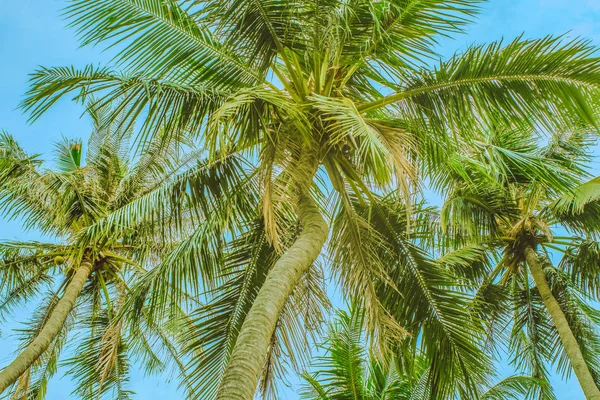 Uitzicht op de top van de palmbomen onder — Stockfoto