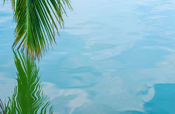 В воде отражается пальмовая ветвь — стоковое фото
