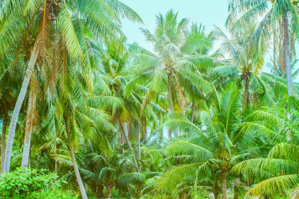 Пальмова дерево джунглі Стокова Картинка