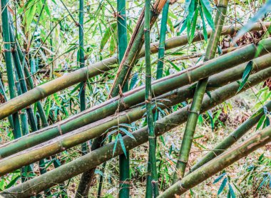 Bambu ormanındaki ağaç gövdeleri