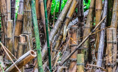 Eski bambu kalın gövdeleri