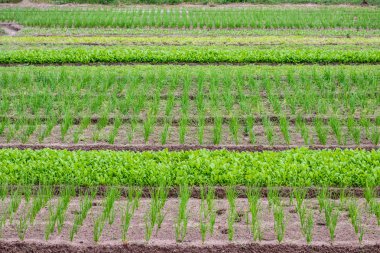 Çiçekli yeşil soğan açık havada